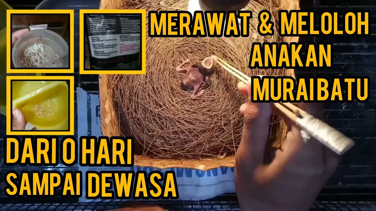 Cara rawat trotol sampai lepas trotol || pastol langsung fighter || begini pola rawatnya