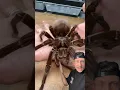 The Goliath Bird-Eater is CRAZY