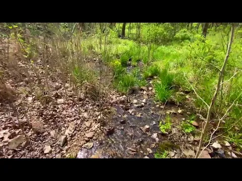 Live Spring Video -  40 Acres in Missouri with Owner Financing! Creek, live spring and MORE! JJ08