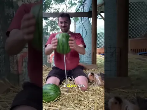 Pracuj mądrzej, nie ciężej! 🐹🍉