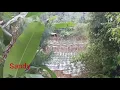 Download Lagu Vlog kebun cabai di tengah hutan