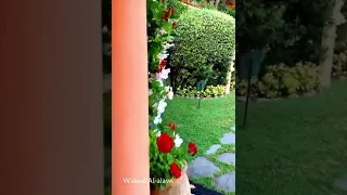 عبدالله الرويشد هجرتك 