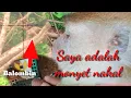 Download Lagu Sangat Membantu Kami Sebagai Petani!! Berburu Monyet Menggunakan Anjing Sebagai Pelacak.