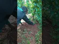 How to apply organic or chemical fertilizer on yam