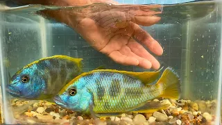 Download Nimbochromis venustus • Update • MP3