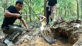 A brush with death: a man nearly pays a heavy price while cornering a king cobra in the forest.