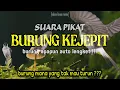 Download Lagu Suara Pikat Paling Ampuh Burung Kejepit || Penakluk Burung Liar