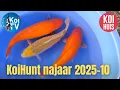 Lagu KoiHunt najaar 2025 deel 10