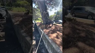Life with a Doberman #fyp #dream #youtube #doberman #pets