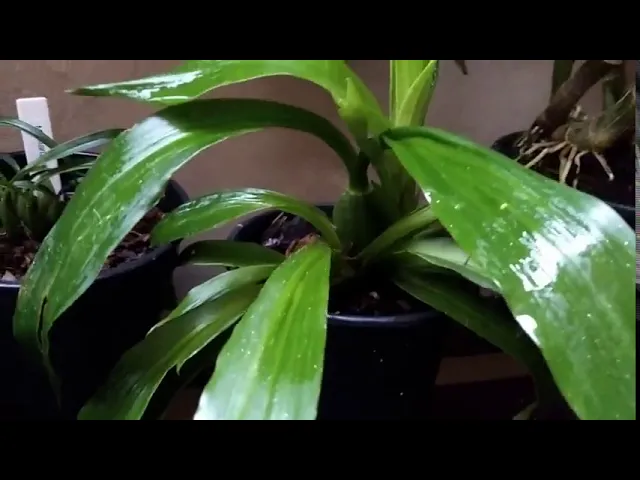 ORQUIDEA ZYGOPETALUM AZUL COM HASTE FLORAL
