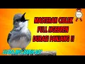 Download Lagu Masteran ciblek kristal gacor ngebren durasi panjang full 1jam