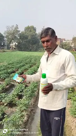 प्रयागराज  के किसान के खेतों में कैसे लहलहाई आलू की खेती  |वनइंडिया हिंदी