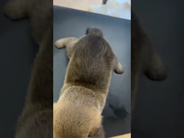 動画