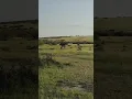 Download Lagu masai Mara Kenya Africa, loins, hunting
