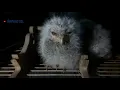 Download Lagu suara anakan burung hantu celepuk