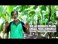 Lagu Budidaya Pisang yang Baik - \