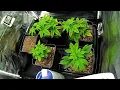 2025 - Strains