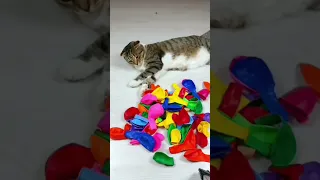 Cat Barsik 🌈 Balls Marbles 🔥❤ Reverse video