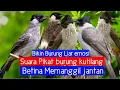 Lagu Suara burung kutilang betina memanggil jantan gacor suara jernih dan lantang bikin burung liar emosi