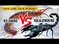 Download Lagu KELABANG vs KALAJENGKING