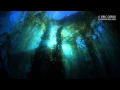 Download Lagu Sony a7S / Atomos Shogun / Nauticam / Channel Islands, Underwater Kelp Forest 4K Sample
