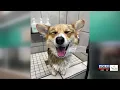 Roanoke Pet Store to Hold Grand Opening