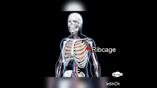فيديو مترجم وبصوتي عن الجهاز الهيكلي Skeletal System د جواهر الغويري 