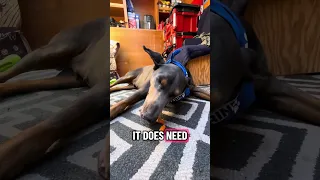 #Fyp #dream #YouTube #doberman #pets