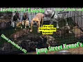 American Bully Puppies Week 2 Update Available Now In Chicago IL Indiana