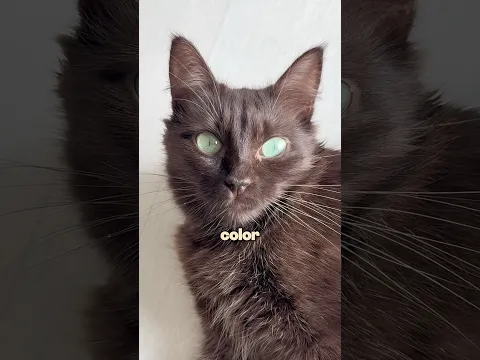 Una gata de la buena suerte 🍀