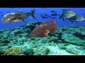 Download Lagu BERBURU IKAN BESAR DAN MAHAL DI TENGAH LAUT 