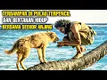 Lagu Terdampar Di Pulau Terpencil Dan Bertahan Hidup Bersama Seekor Anjing-Alur Cerita Film Crusoe
