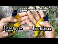 Download Lagu Totorial cara membedakan burung kutilang emas jantan dan betina