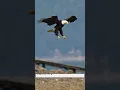 Lagu Eagle landing in super slow motion. Must see! Amazing example of aerodynamics in nature.