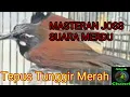 Download Lagu SUARA BURUNG TEPUS TUNGGIR MERAH