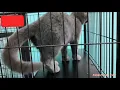 Cute British Shorthair Kitten in the Cage