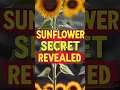 Download Lagu Why Do Farmers Hang Sunflowers Back on the Plant? 🌻🔥 #FarmingHacks #Sunflower #NatureFacts