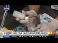 Arizona shelters need your help during kitten season