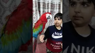 ببغاء العملاق رووعة يتكلم دندنها