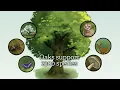 FUTURE OAK Research Animation