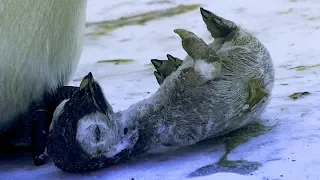 Download Emperor Penguin Mourns the Death of Chick | BBC Earth MP3