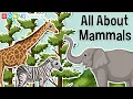 All About Mammals