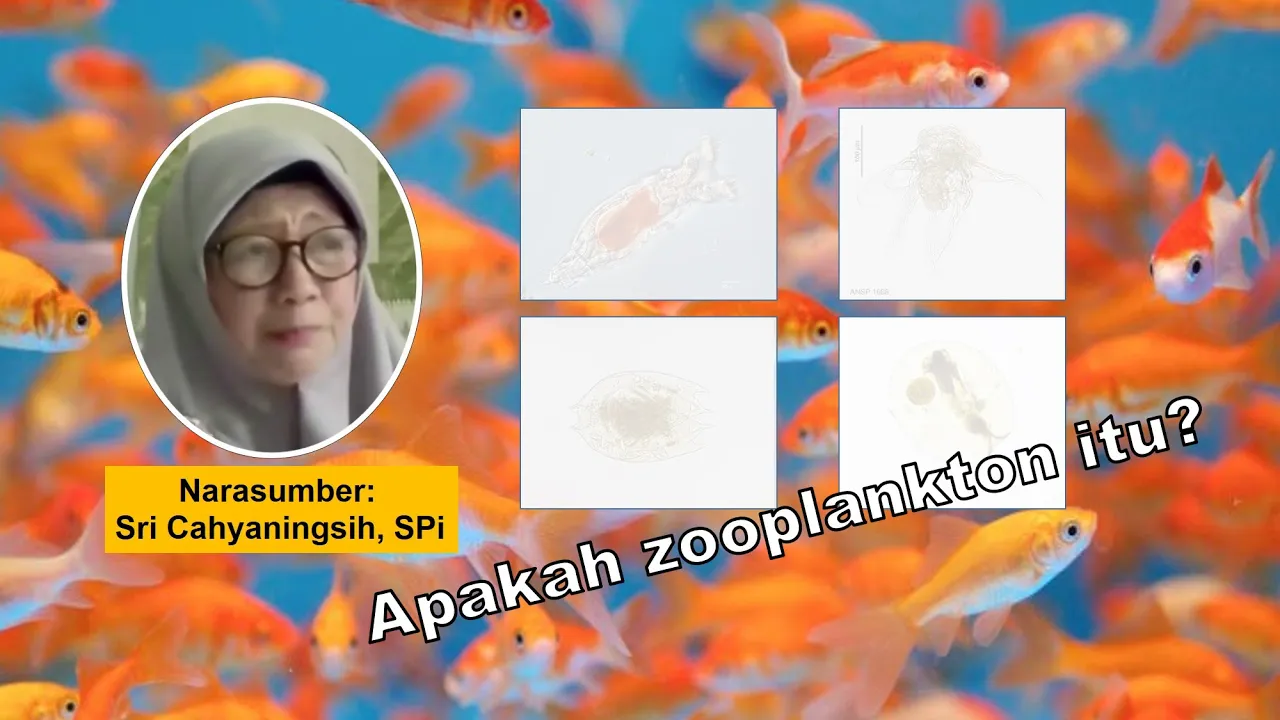 Strain baru zooplankton untuk pakan udang ikan