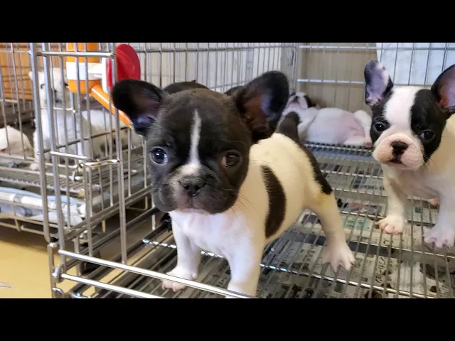動画