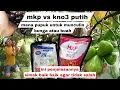 Lagu PUPUK MKP ATAU KNO3 PUTIH BUAT MUNCULIN BUNGA ATAU BUAH, INI JAWABANNYA
