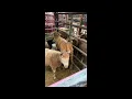Operation Second Chance Rodeo Event Short