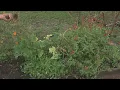 How to prepare your garden for next season