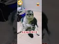 Lagu Kucing lucu #sunda #lucu #bodoransundangakak #bodorsunda #ngakak #komedi #bobodoransundalucu #hs