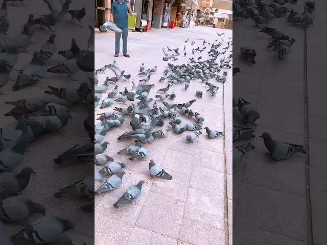 ⁣حمام الحضرة 2020