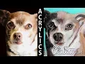 HOW TO PAINT A CHIHUAHUA PORTRAIT Ana Gonzales